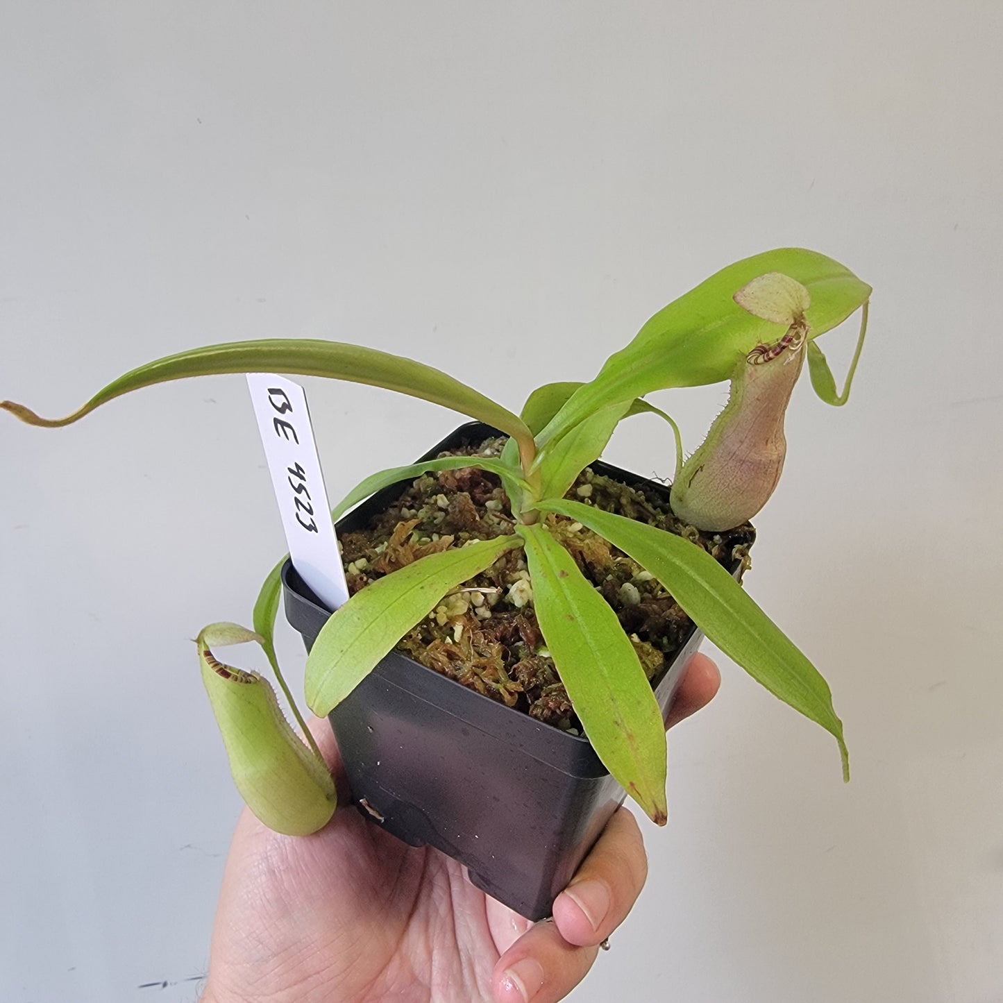 Nepenthes spectabilis x mirabilis var. globosa BE