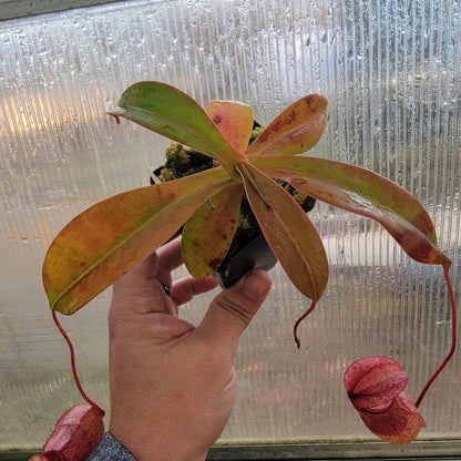 Nepenthes sibuyanensis x merriliana BE