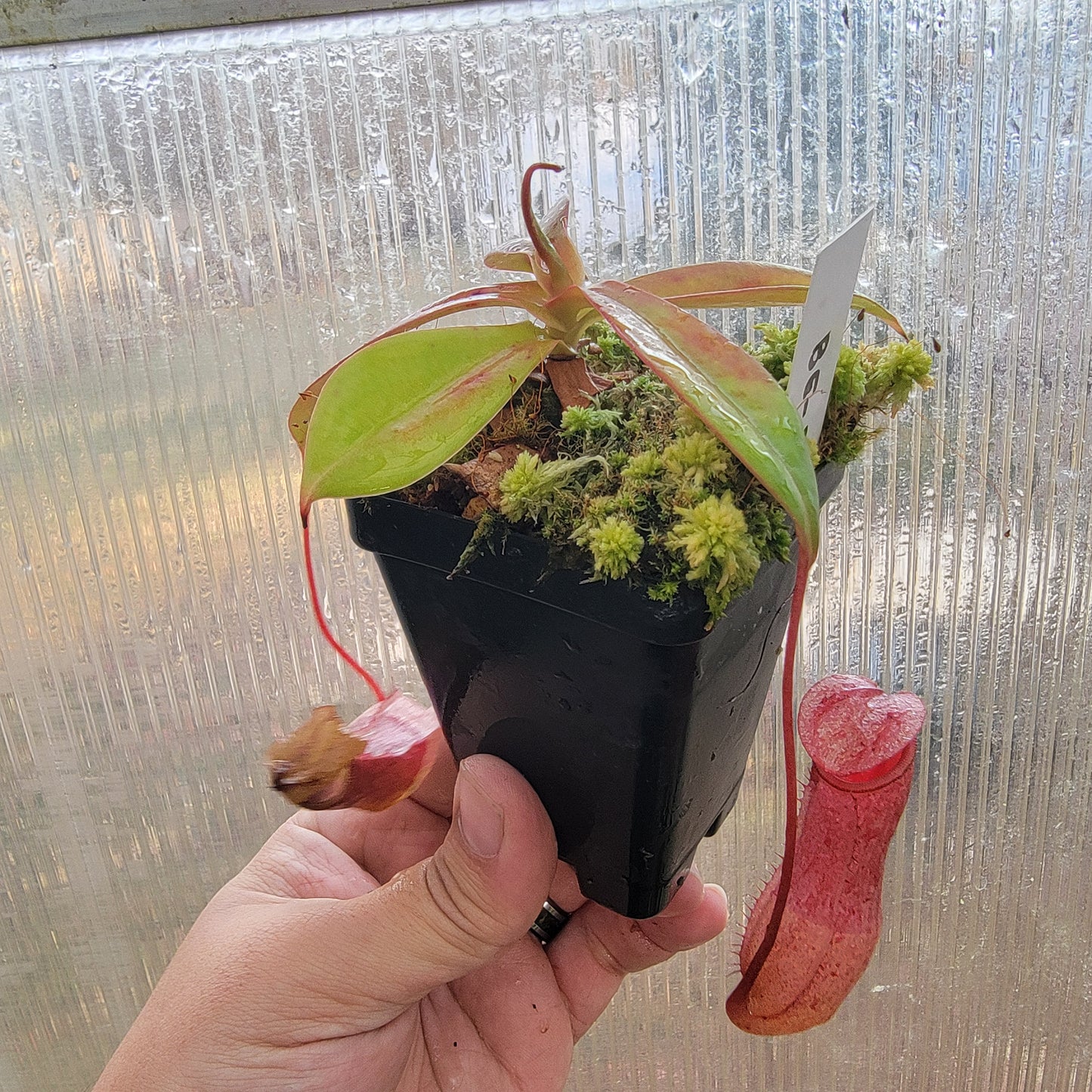 Nepenthes sibuyanensis x merriliana BE