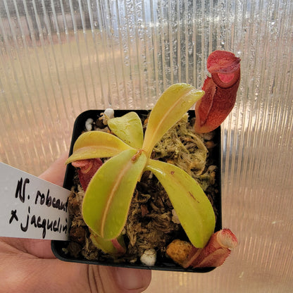 Nepenthes robcantleyi x jacquelineae BE