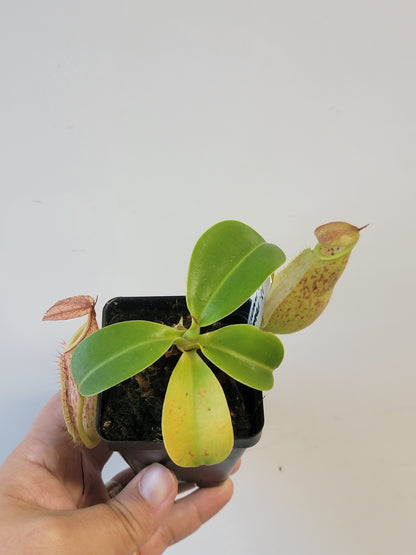 Nepenthes robcantleyi x merrilliana BE