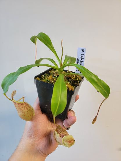 Nepenthes glabrata x veitchii BE