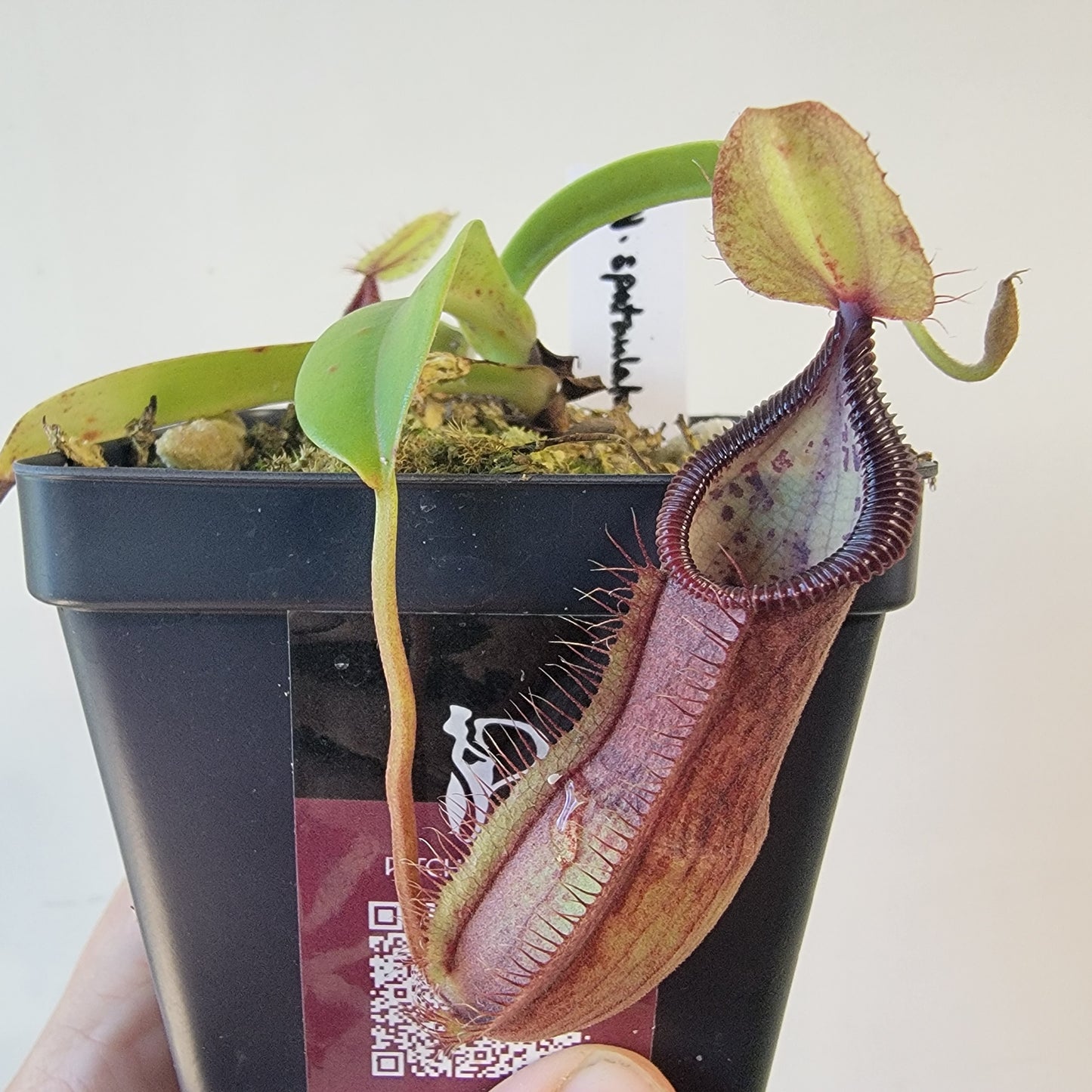Nepenthes spathulata x hamata 'Tambusisi' BE