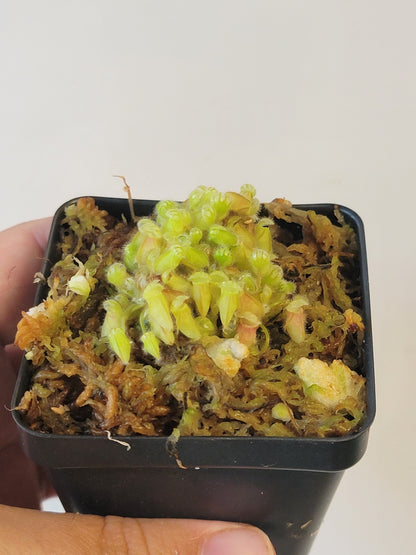 Cephalotus follicularis BCP
