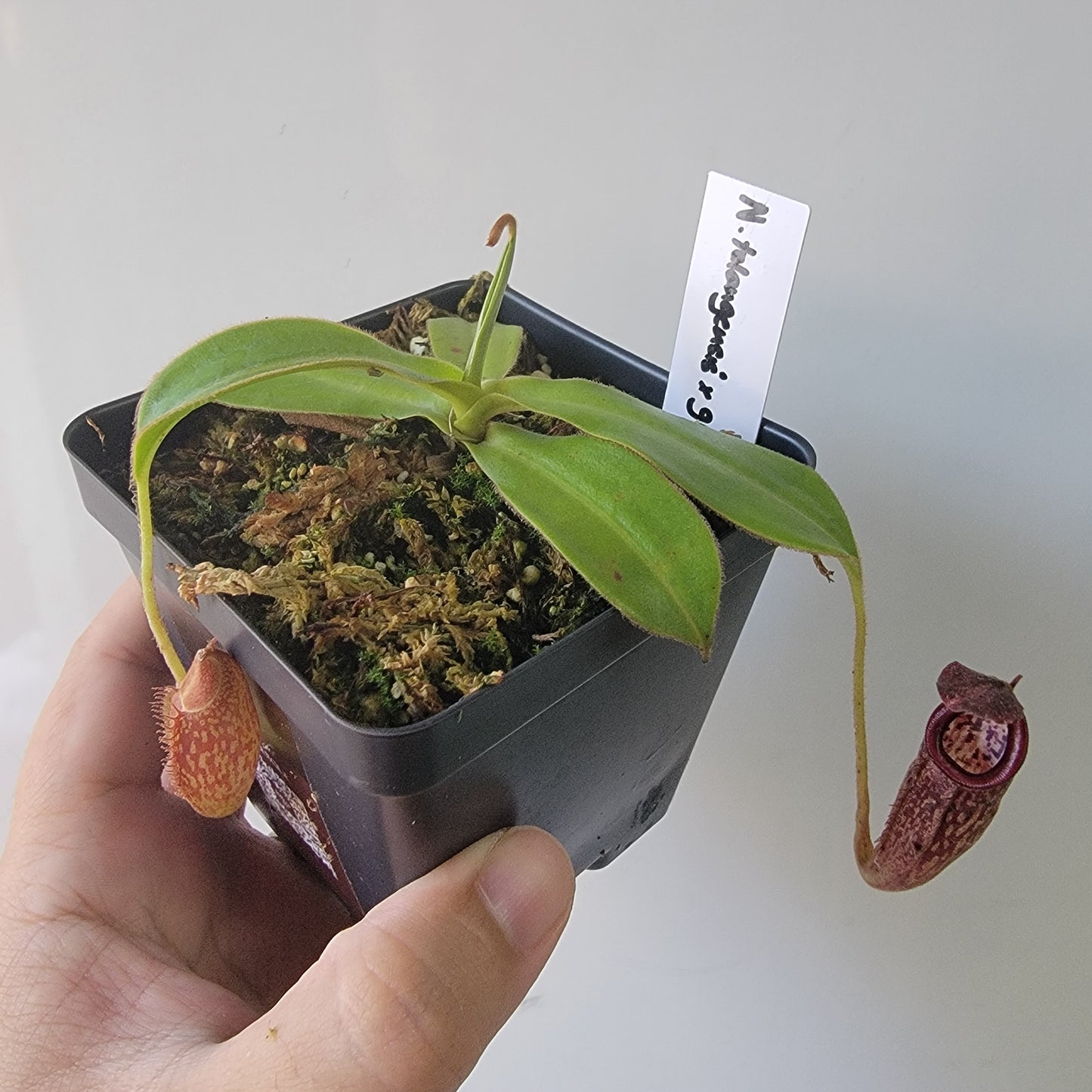Nepenthes talangensis x glandulifera BE