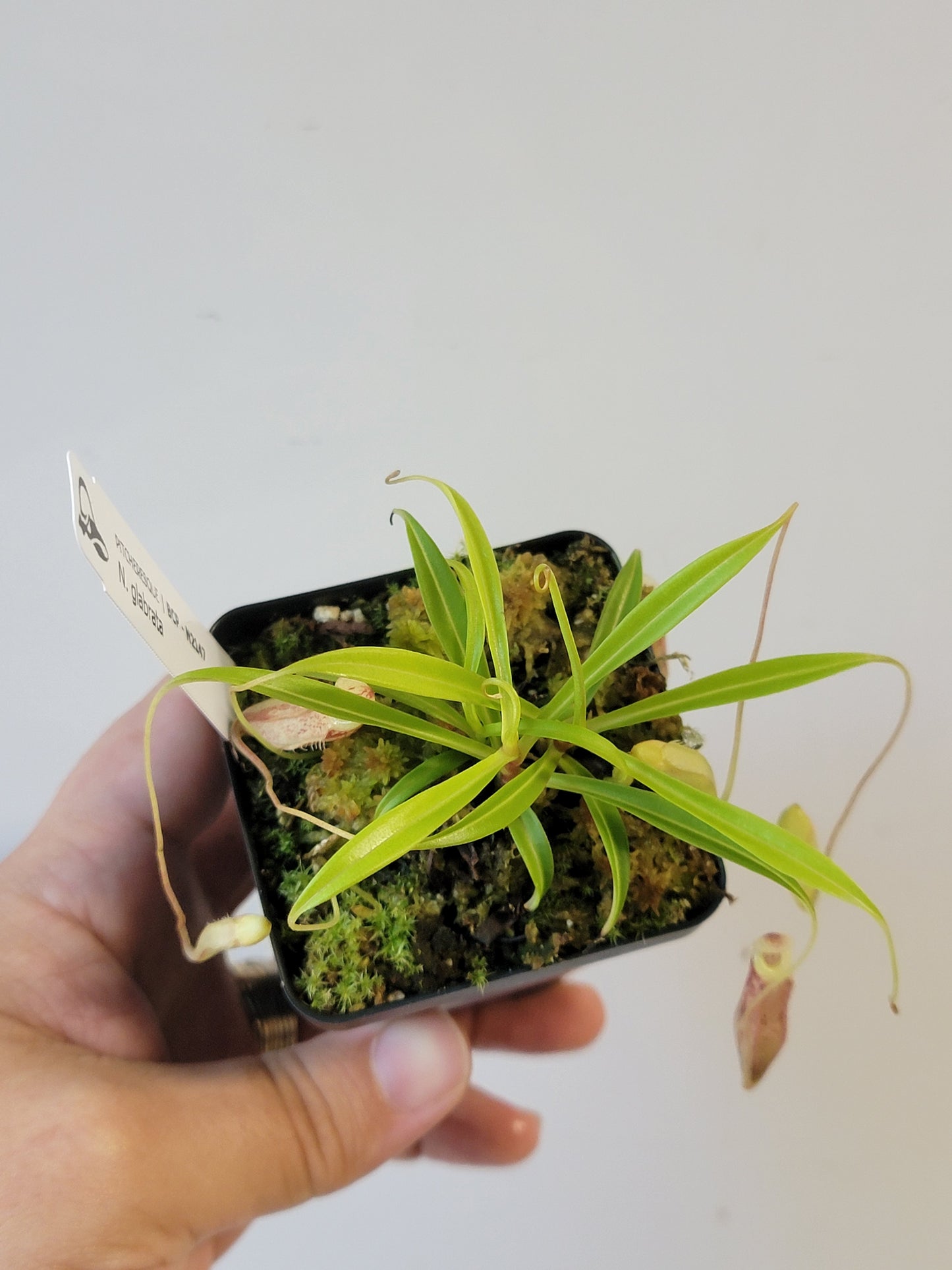 Nepenthes glabrata BCP