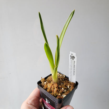 Brocchinia hechtioides BCP