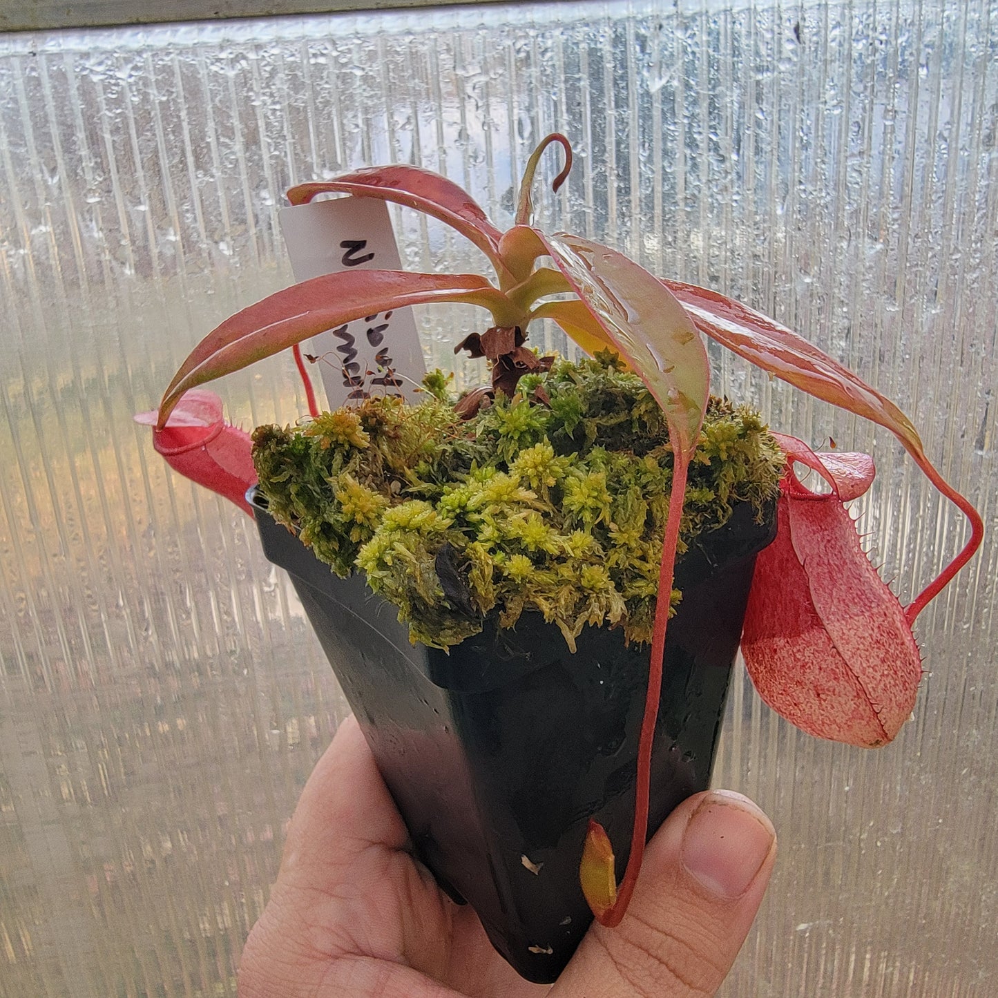 Nepenthes sibuyanensis x merriliana BE