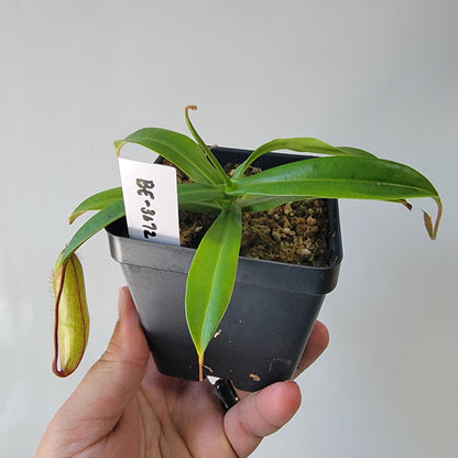 Nepenthes ventricosa x hamata BE