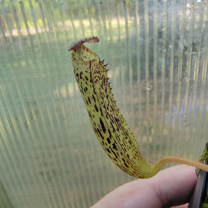 Nepenthes vogelii BE