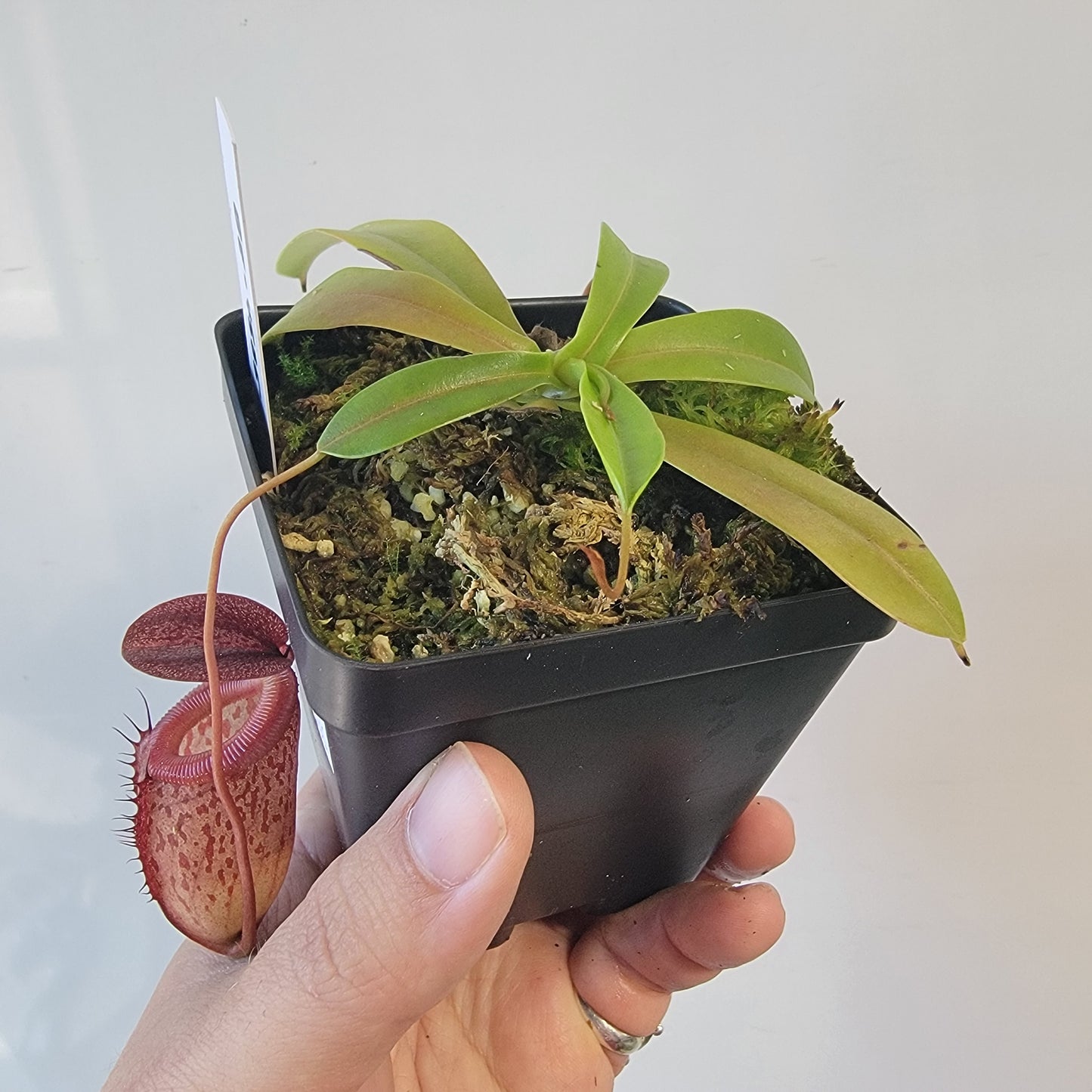 Nepenthes burkei x tenuis BE
