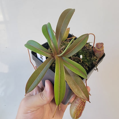 Nepenthes burkei x tenuis BE