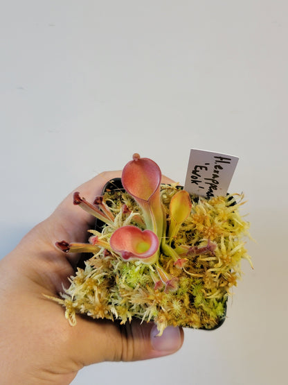 Heliamphora exappendiculata "Ewok" AW
