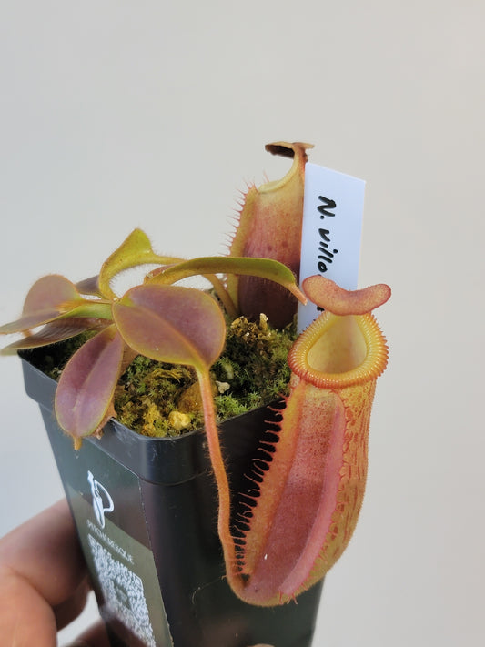 Nepenthes villosa x veitchii (gold peristome) BE
