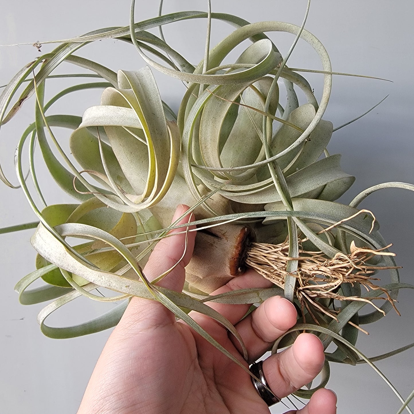 Tillandsia xerographica Large