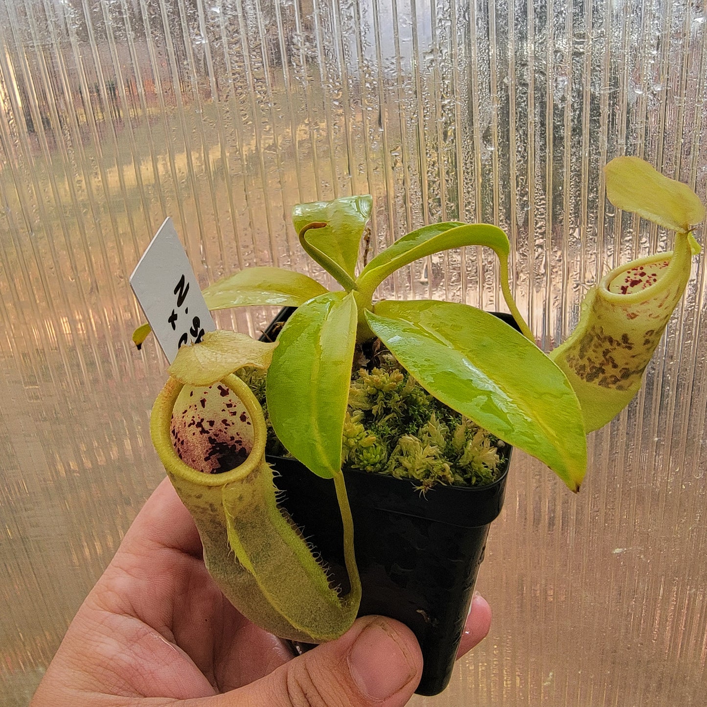 Nepenthes spathulata x campanulata BE