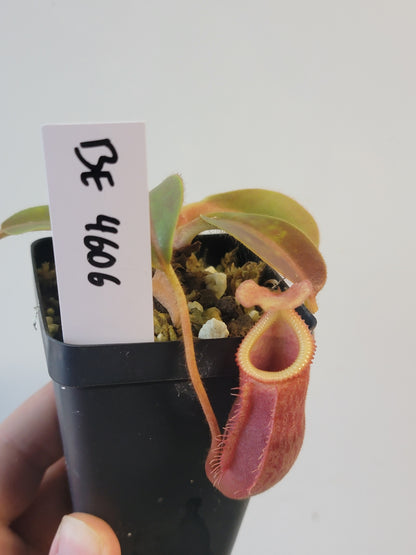 Nepenthes villosa x veitchii (gold peristome) BE