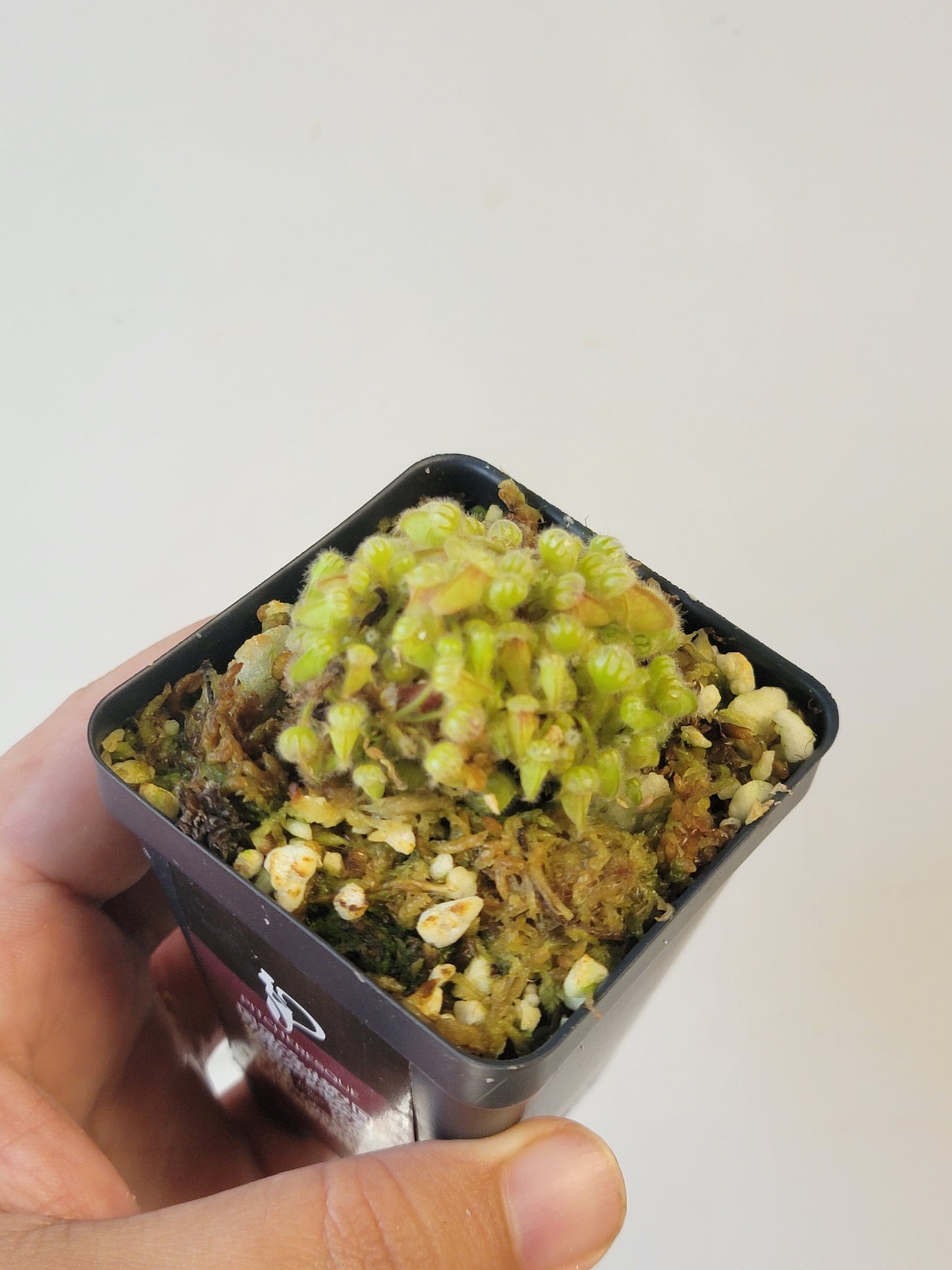 Cephalotus follicularis BCP