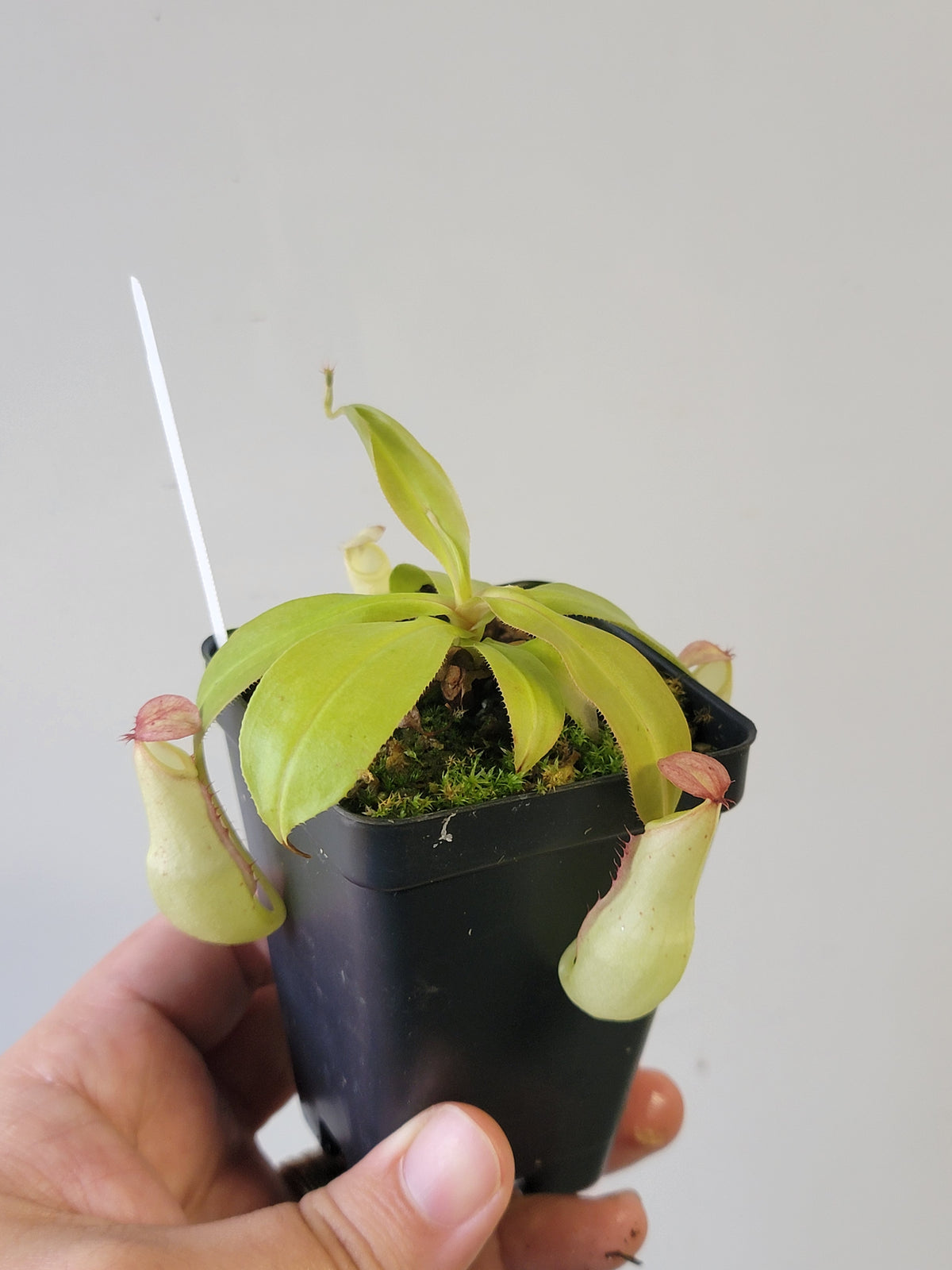 Nepenthes mirabilis 'variegata' *REVERTED*