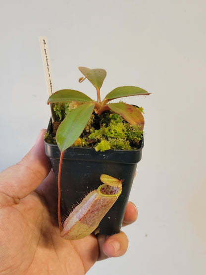 Nepenthes peltata x attenboroughii BE