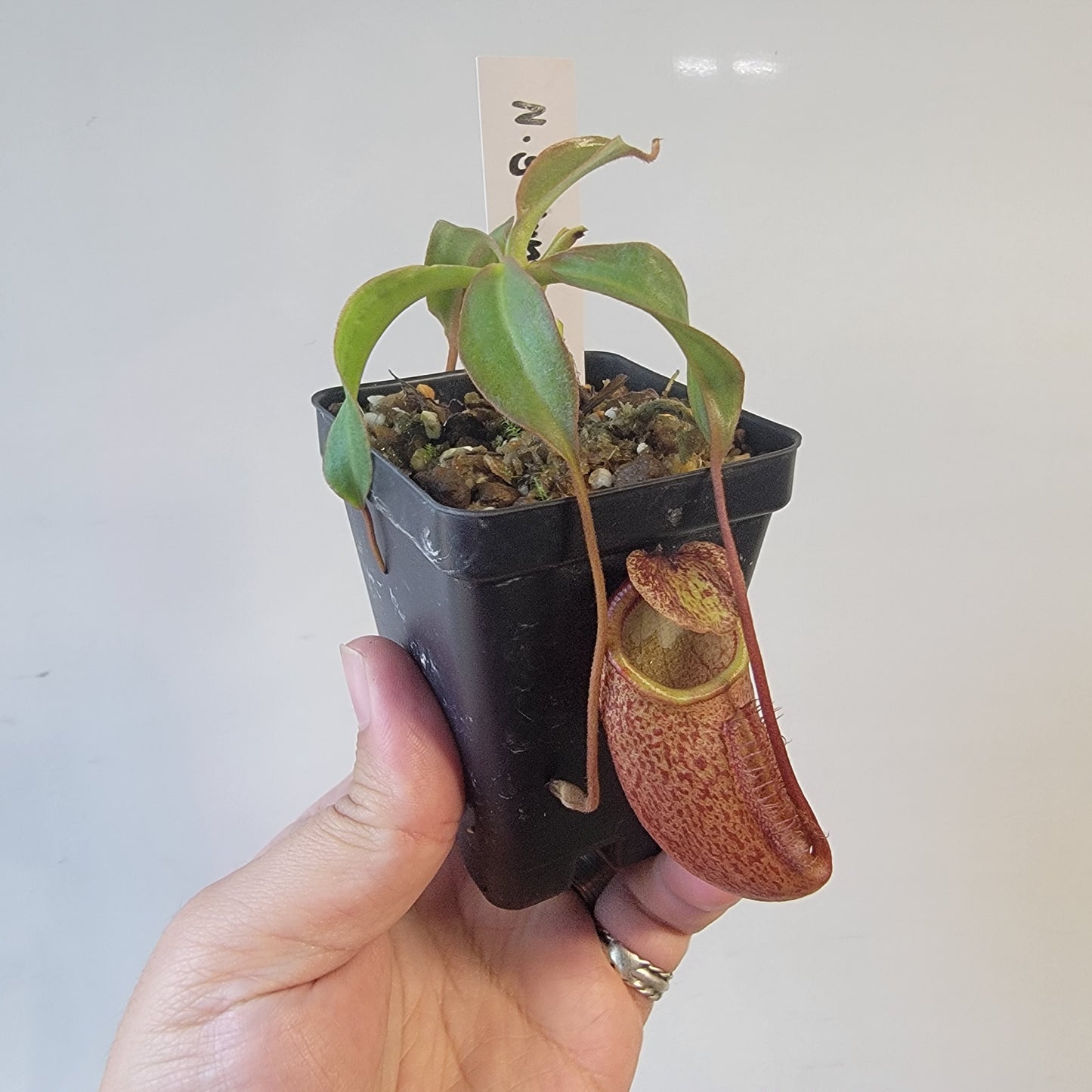 Nepenthes gantungensis BCP