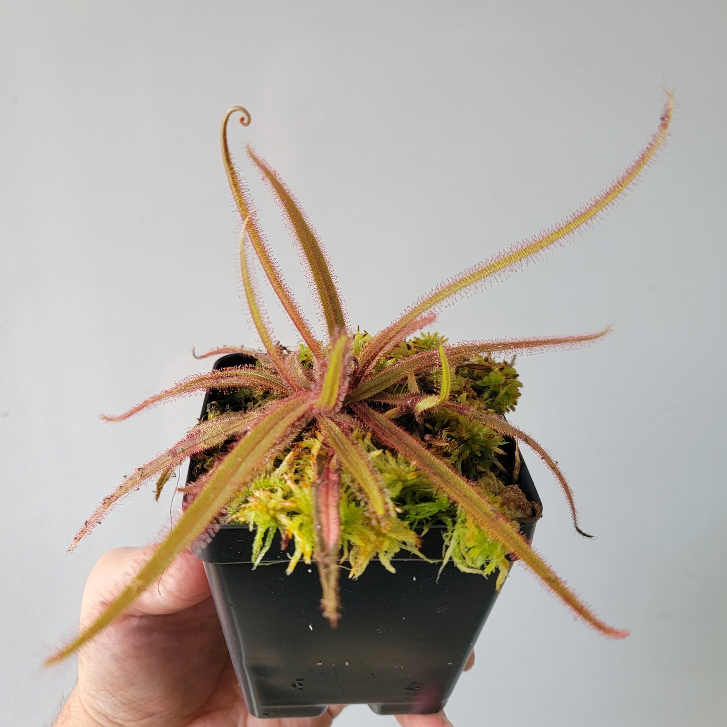 Drosera adelae 'Giant'