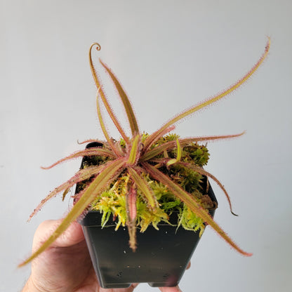 Drosera adelae 'Giant'