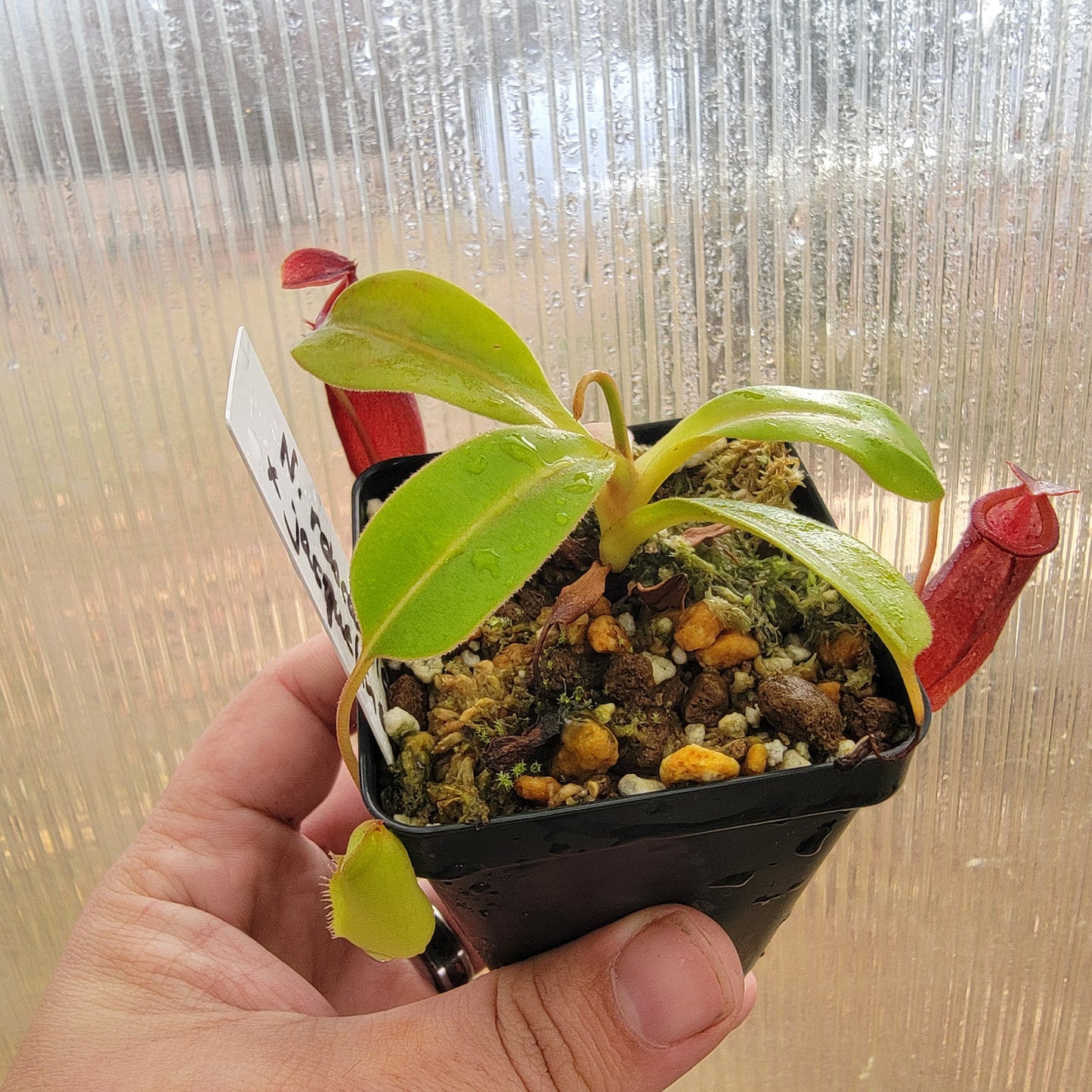 Nepenthes robcantleyi x jacquelineae BE