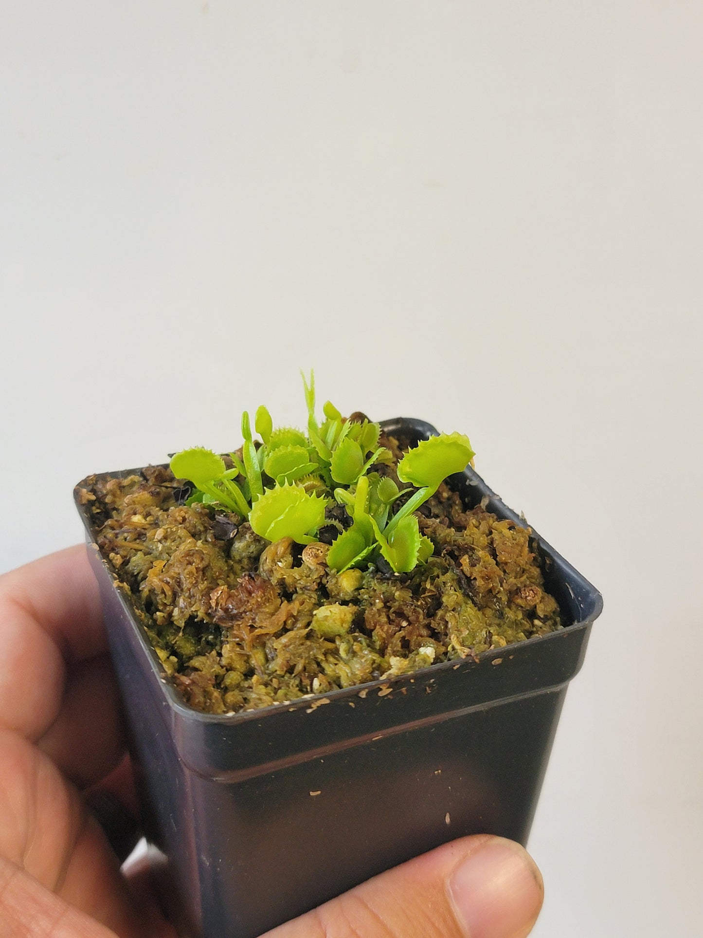 Dionaea musc. "Red Fox"