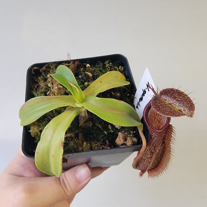 Nepenthes spathulata x hamata 'Tambusisi' BE