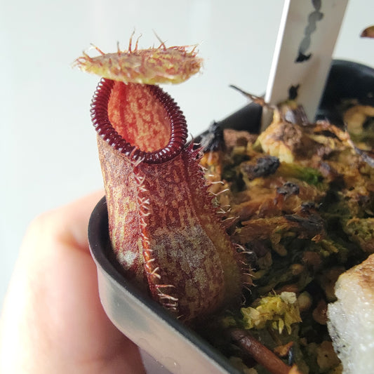 Nepenthes burkei x hamata BE
