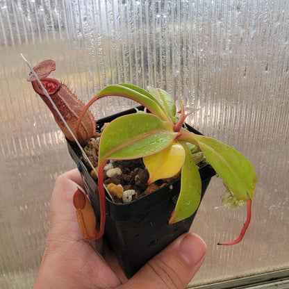 Nepenthes sibuyanensis x robcantleyi BE