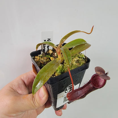 Nepenthes ramispina x singalana BE