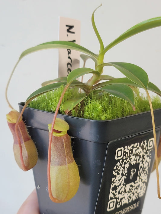 Nepenthes barcelonae BE