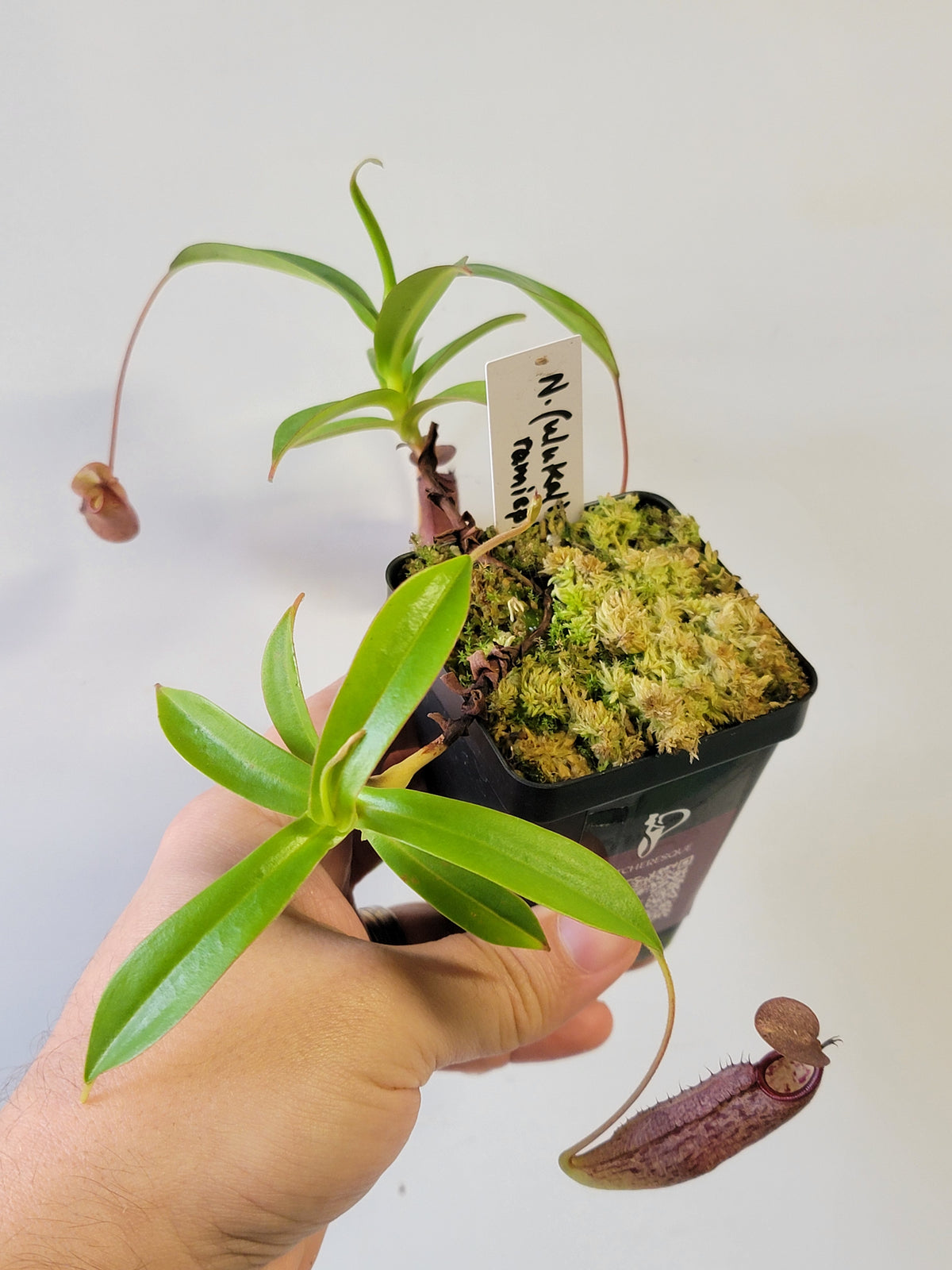 Nepenthes ulukaliana x ramispina BCP