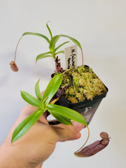 Nepenthes ulukaliana x ramispina BCP