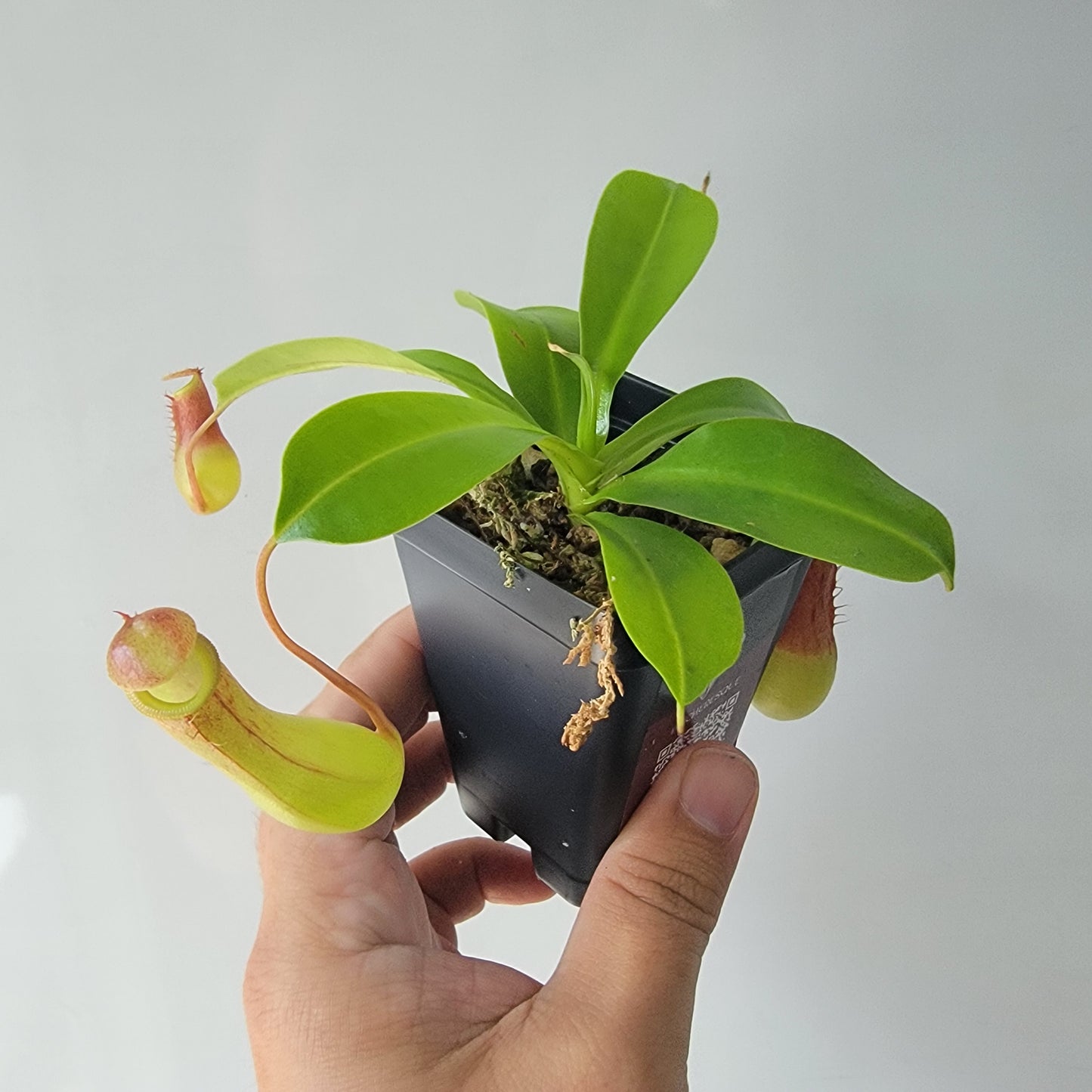 Nepenthes "Ventrata"