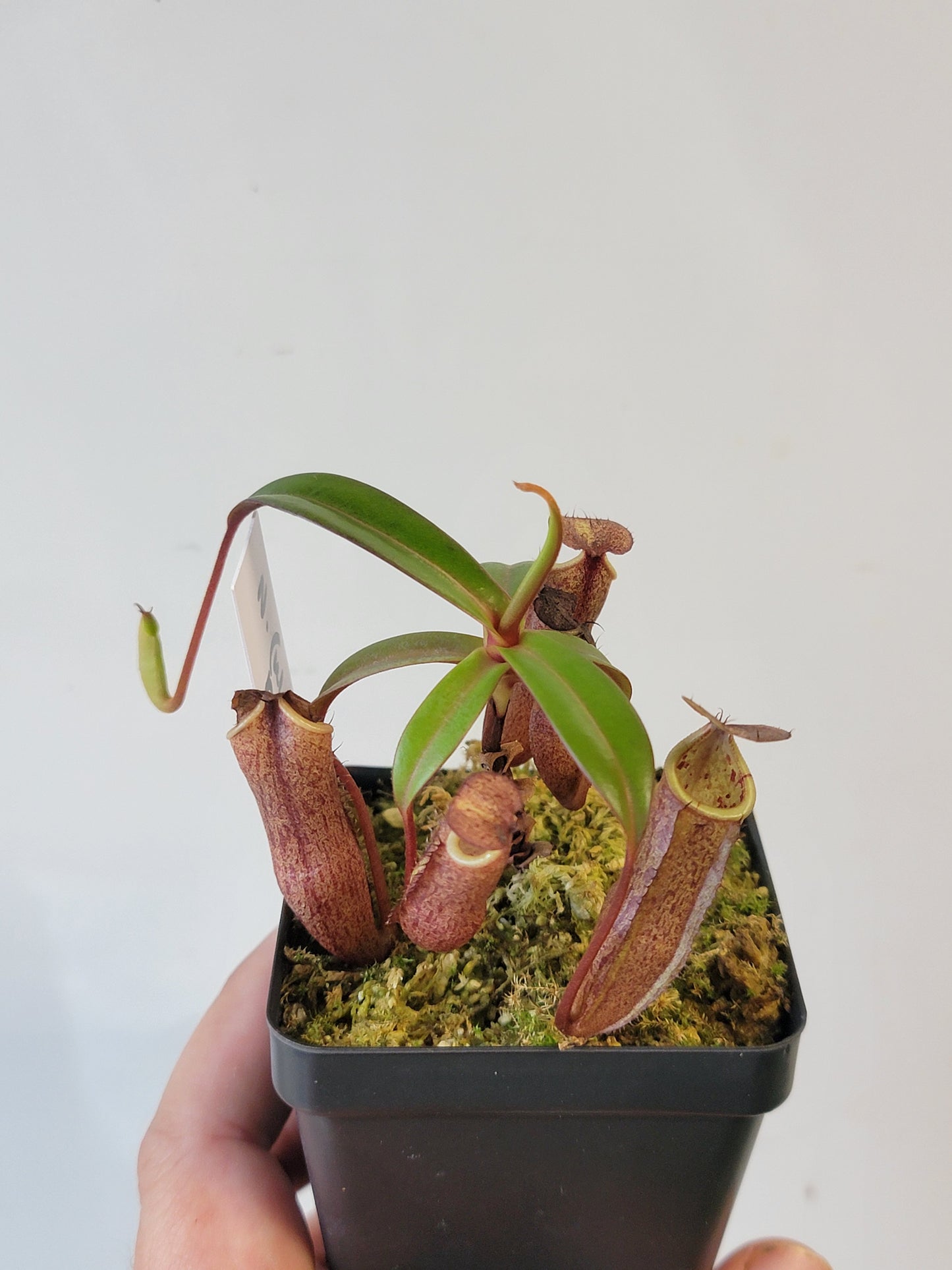 Nepenthes ulukaliana x ramispina BCP