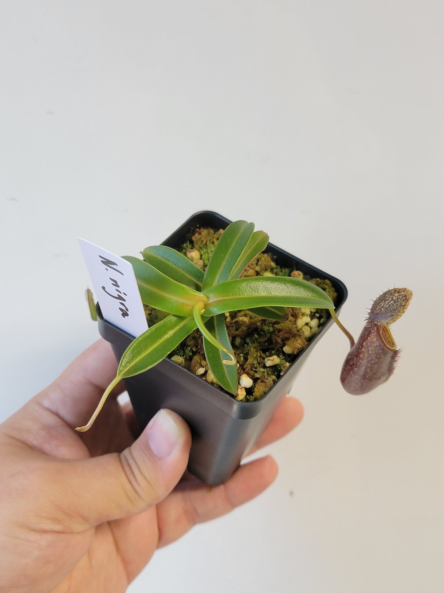 Nepenthes nigra BE