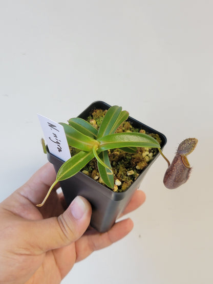Nepenthes nigra BE