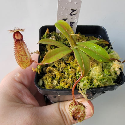 Nepenthes burkei x hamata BE