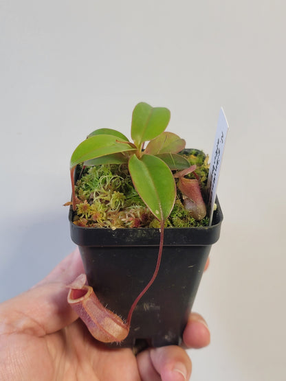 Nepenthes sibuyanensis x attenboroughii BE