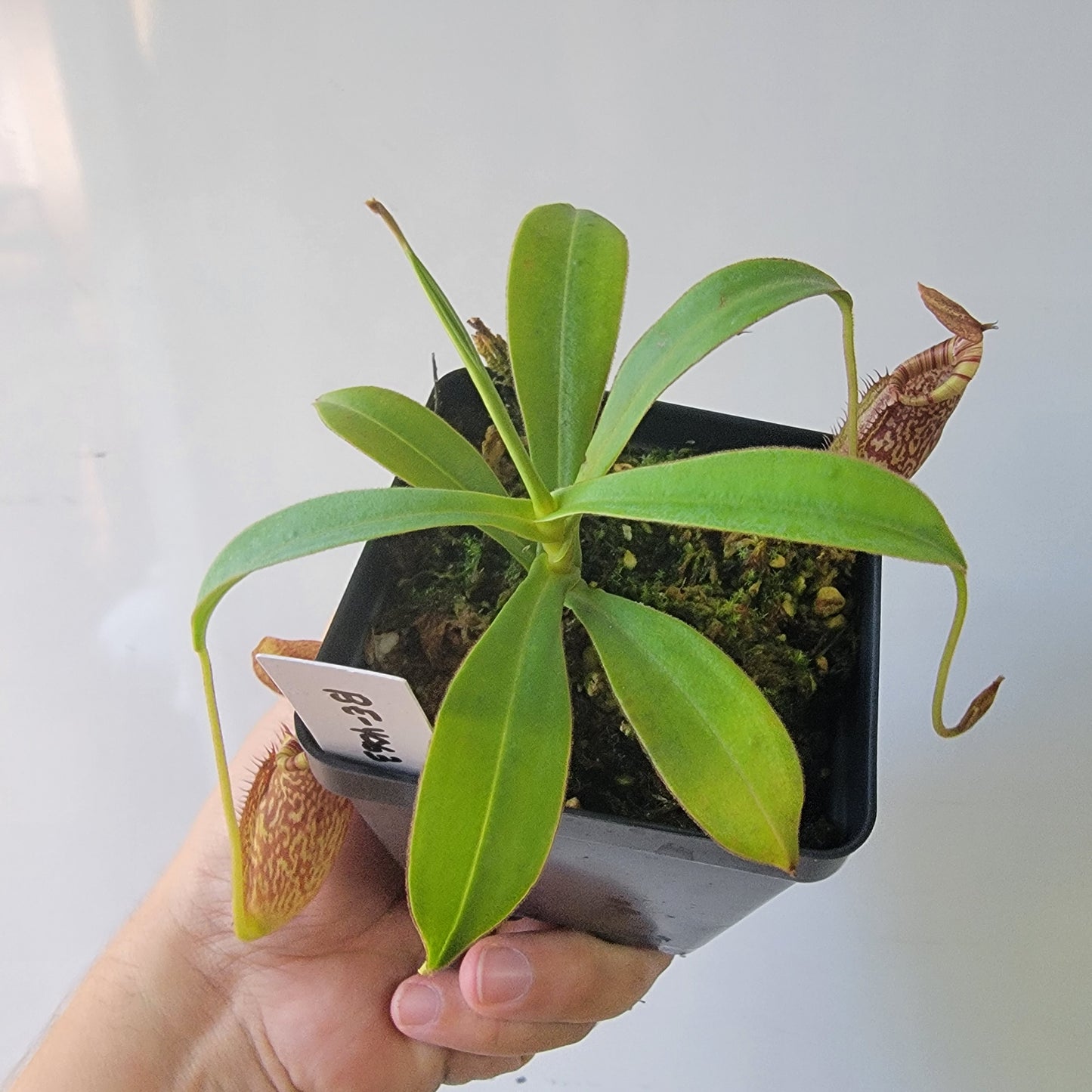 Nepenthes talangensis x spectabilis BE