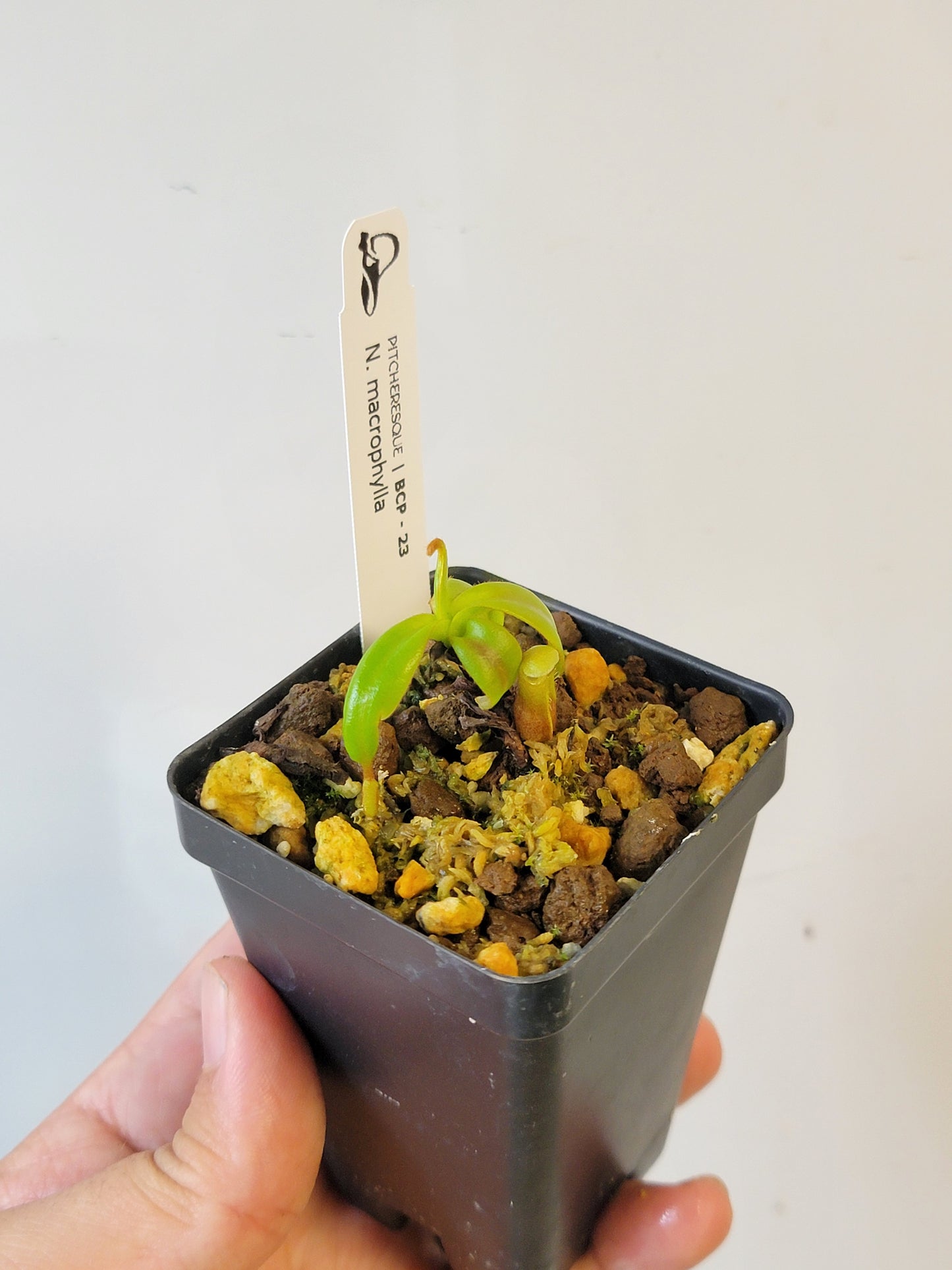 Nepenthes macrophylla BCP