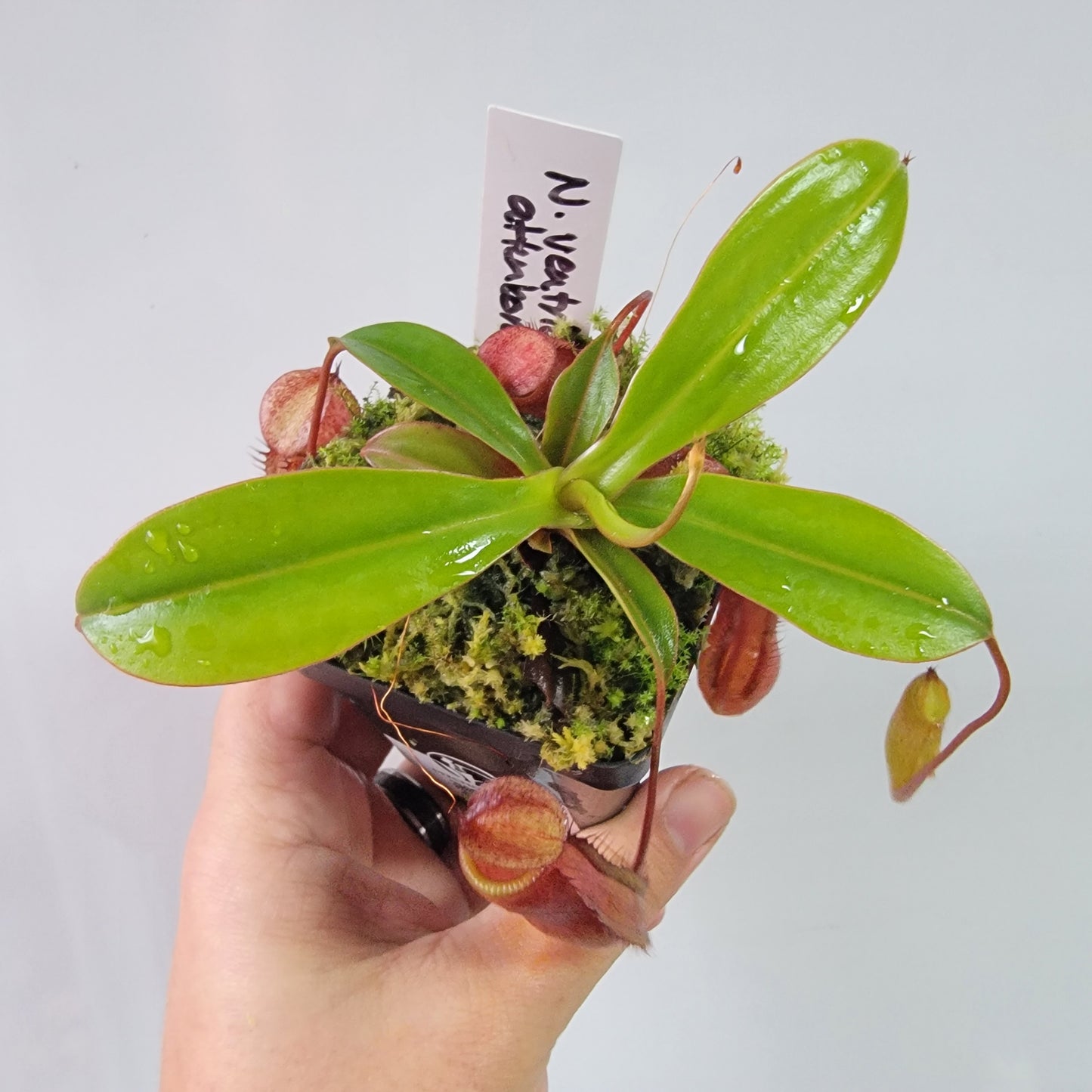 Nepenthes ventricosa x attenboroughii BE