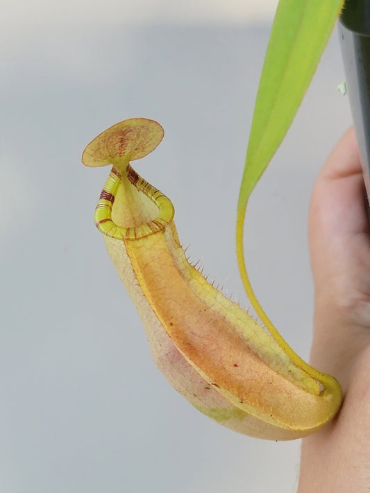 Nepenthes spectabilis x mirabilis var. globosa BE