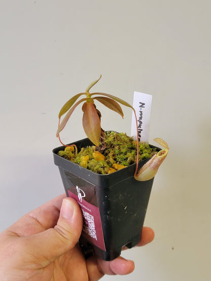 Nepenthes mapuluensis BCP