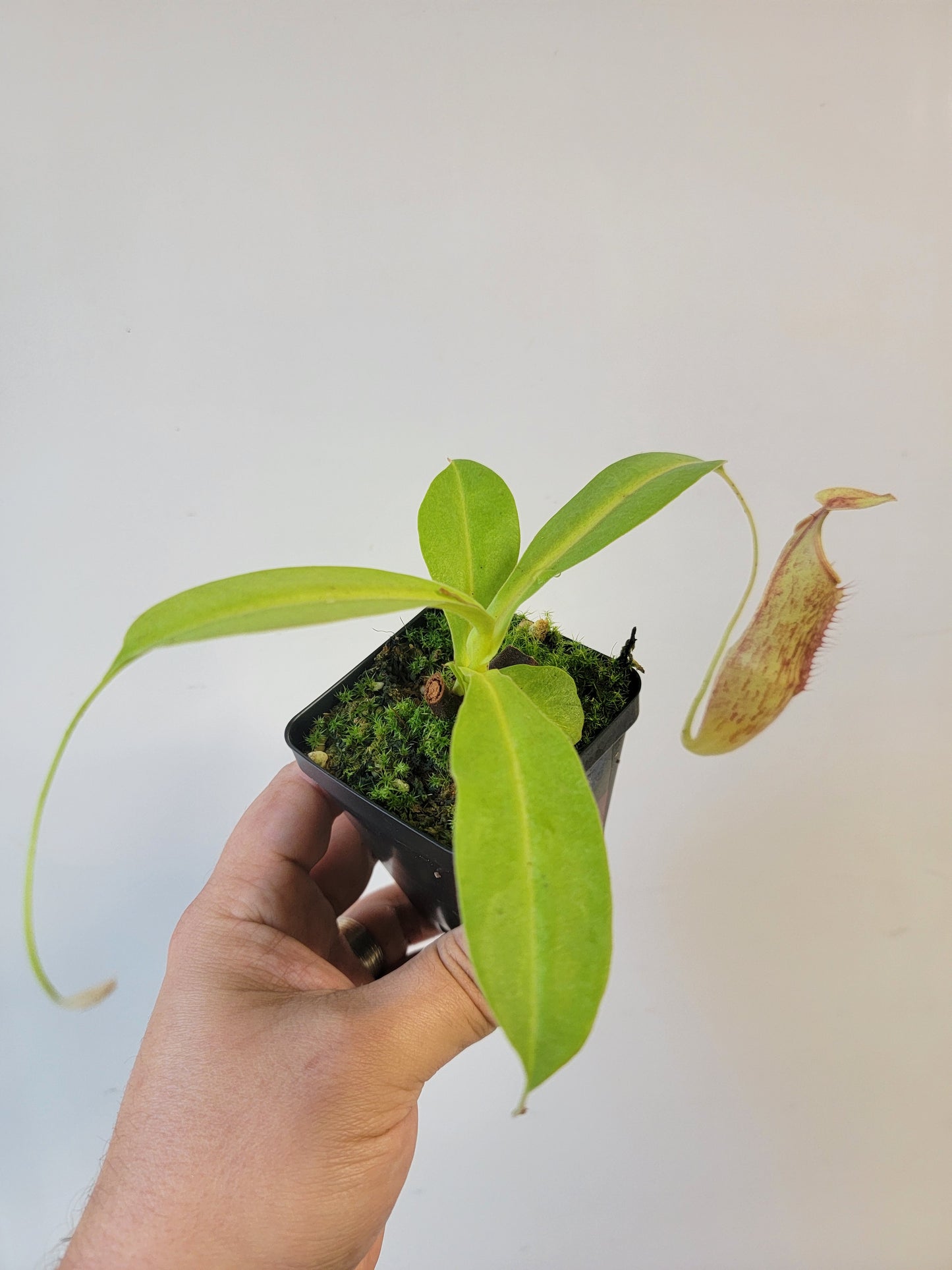 Nepenthes thorelii x maxima (x Rokko) MBRS clone