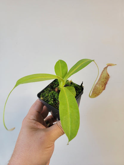 Nepenthes thorelii x maxima (x Rokko) MBRS clone