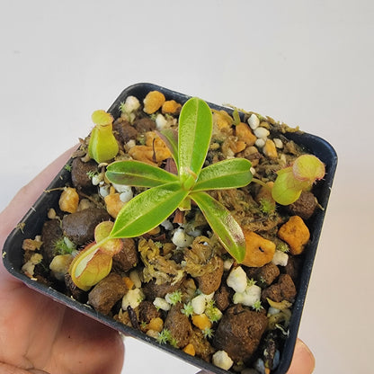 Nepenthes pervillei BCP